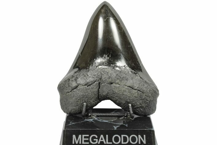 5.05" Fossil Megalodon Tooth - Polished Blade